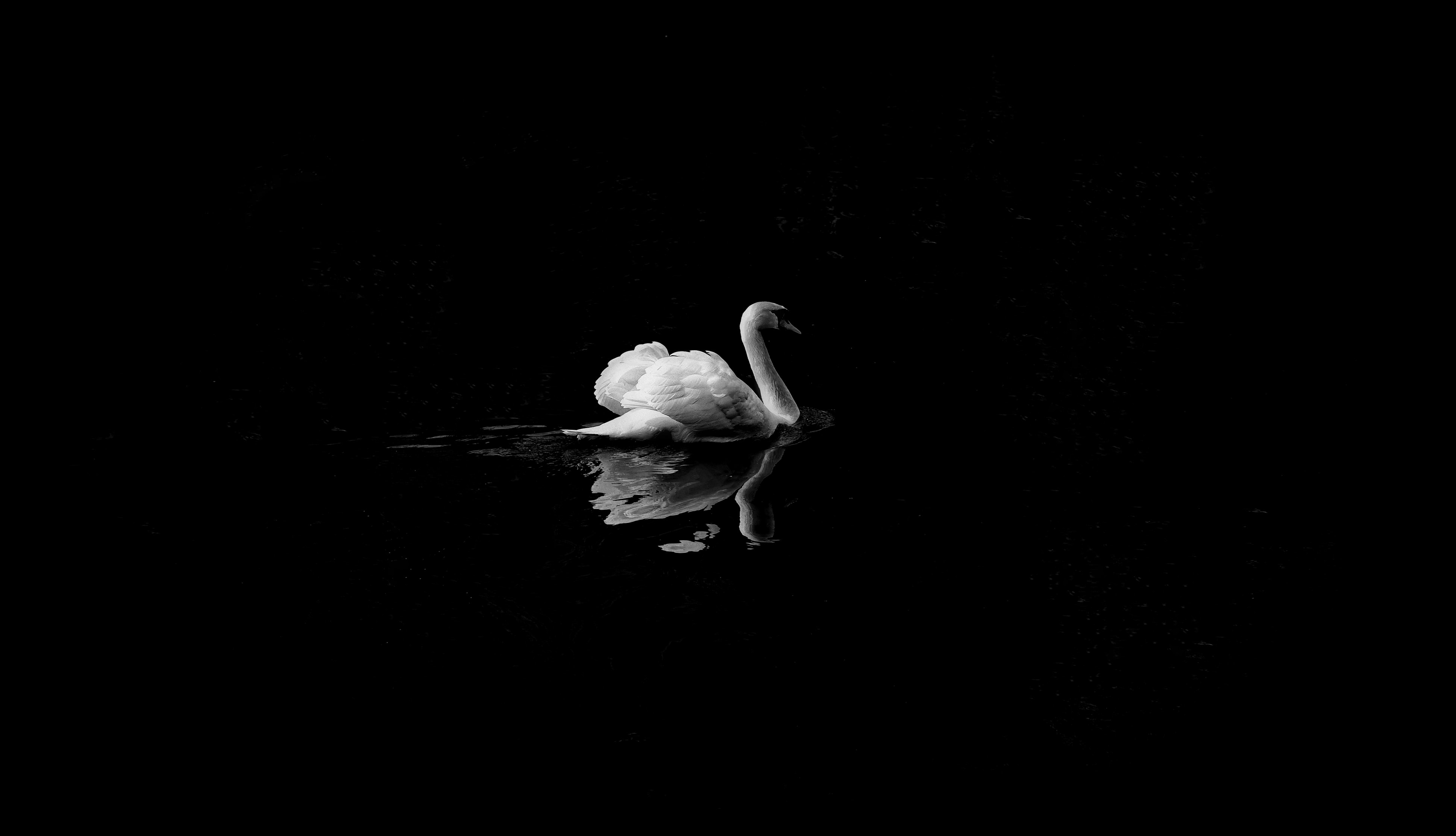 Swan_David Cohen_Unsplash